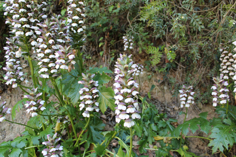 Acanthus Mollis