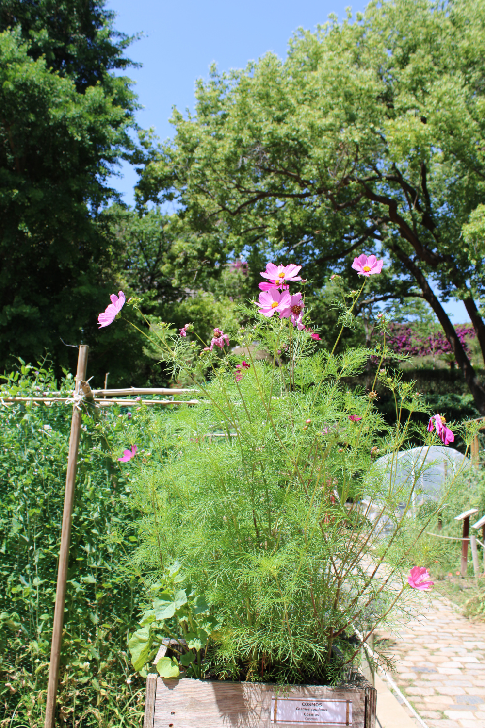 Cosmos caudatus