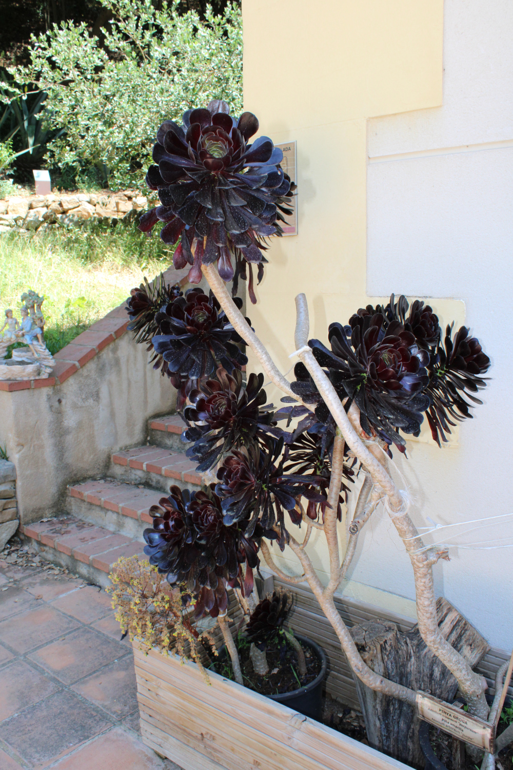 Aeonium arboreum