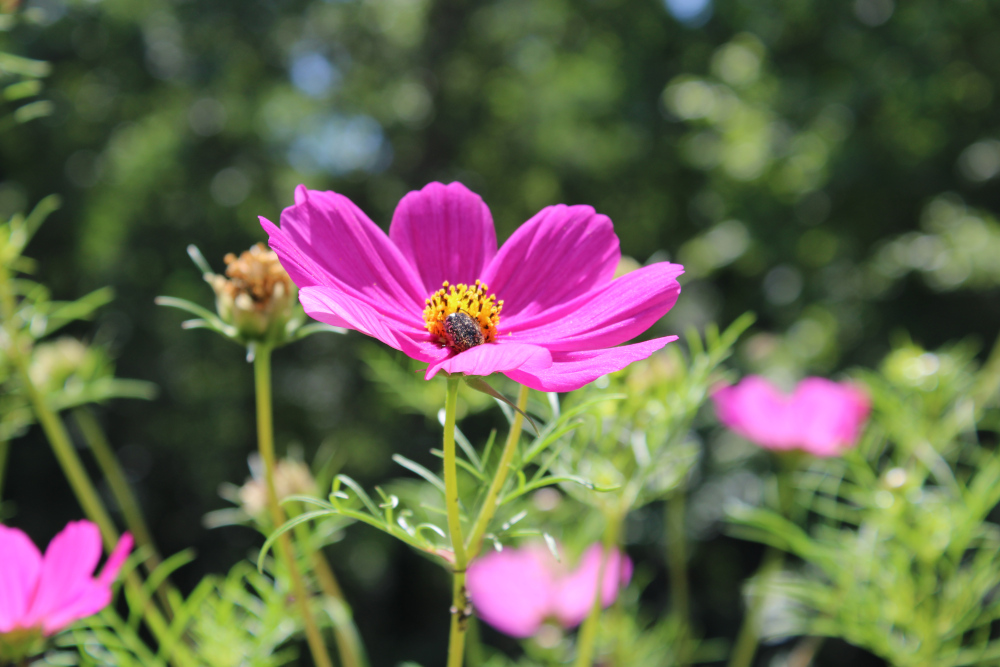 Cosmos bipinatus