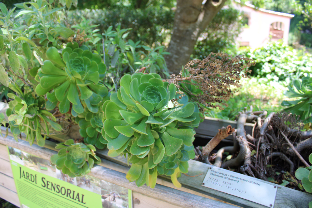 Aeonium arboreum